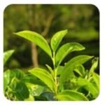 Green Tea

Improves blood flow to the ears