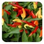 Capsicum Annuum

Supports a healthy inflammatory response