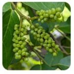 Gymnema Sylvestre

Supports hearing